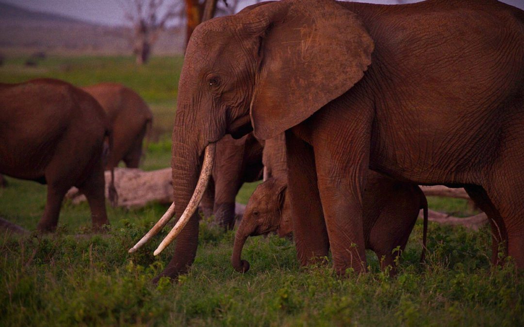 Close Collaborations to Safeguard Elephants
