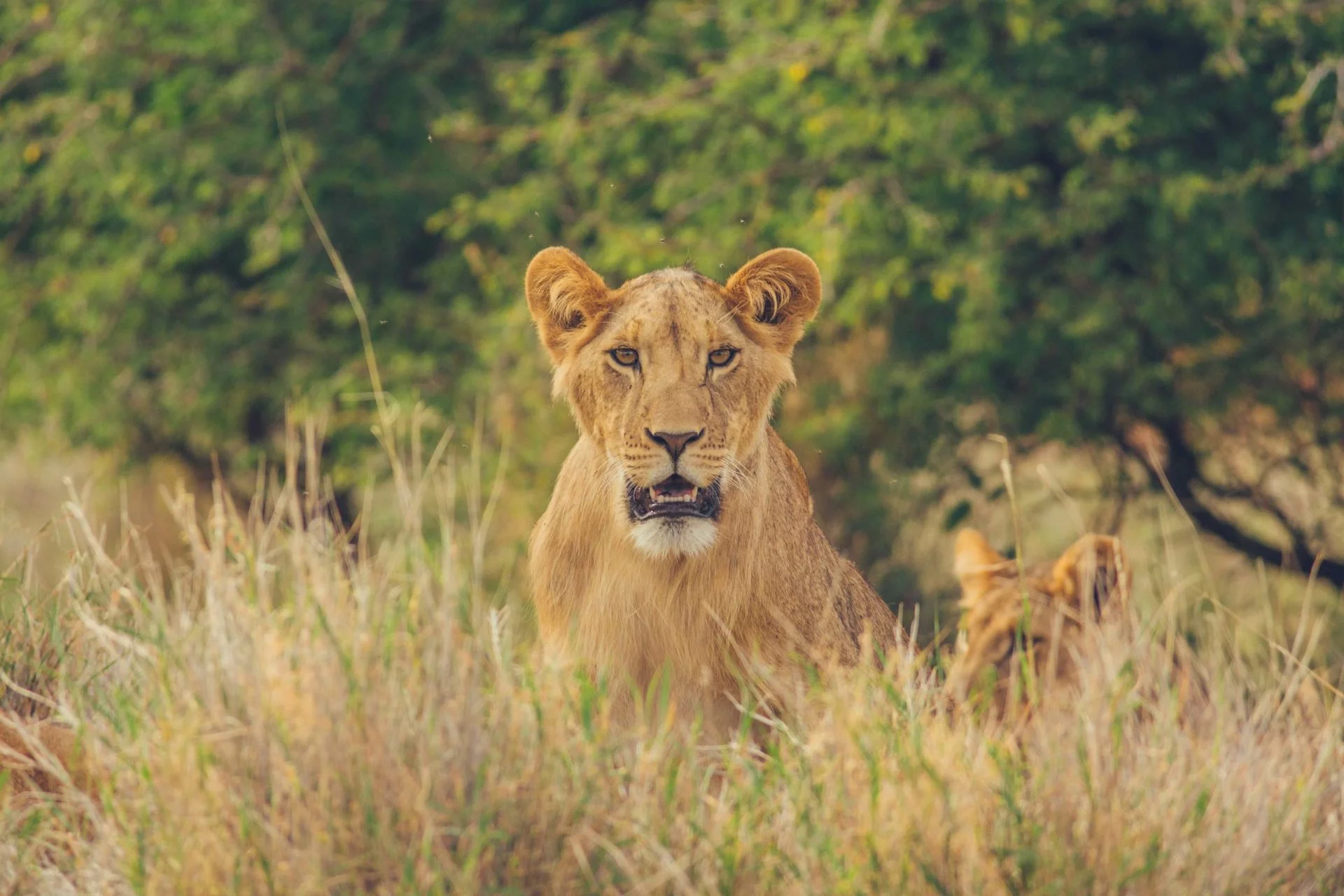 a lioness in tall grass<br />
