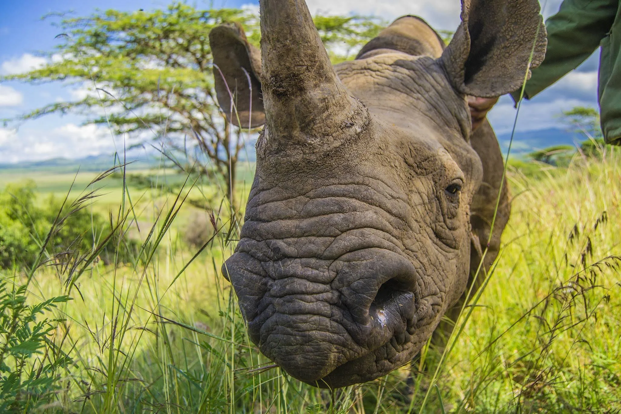 a close-up of a rhinoceros in a grassy field<br />
