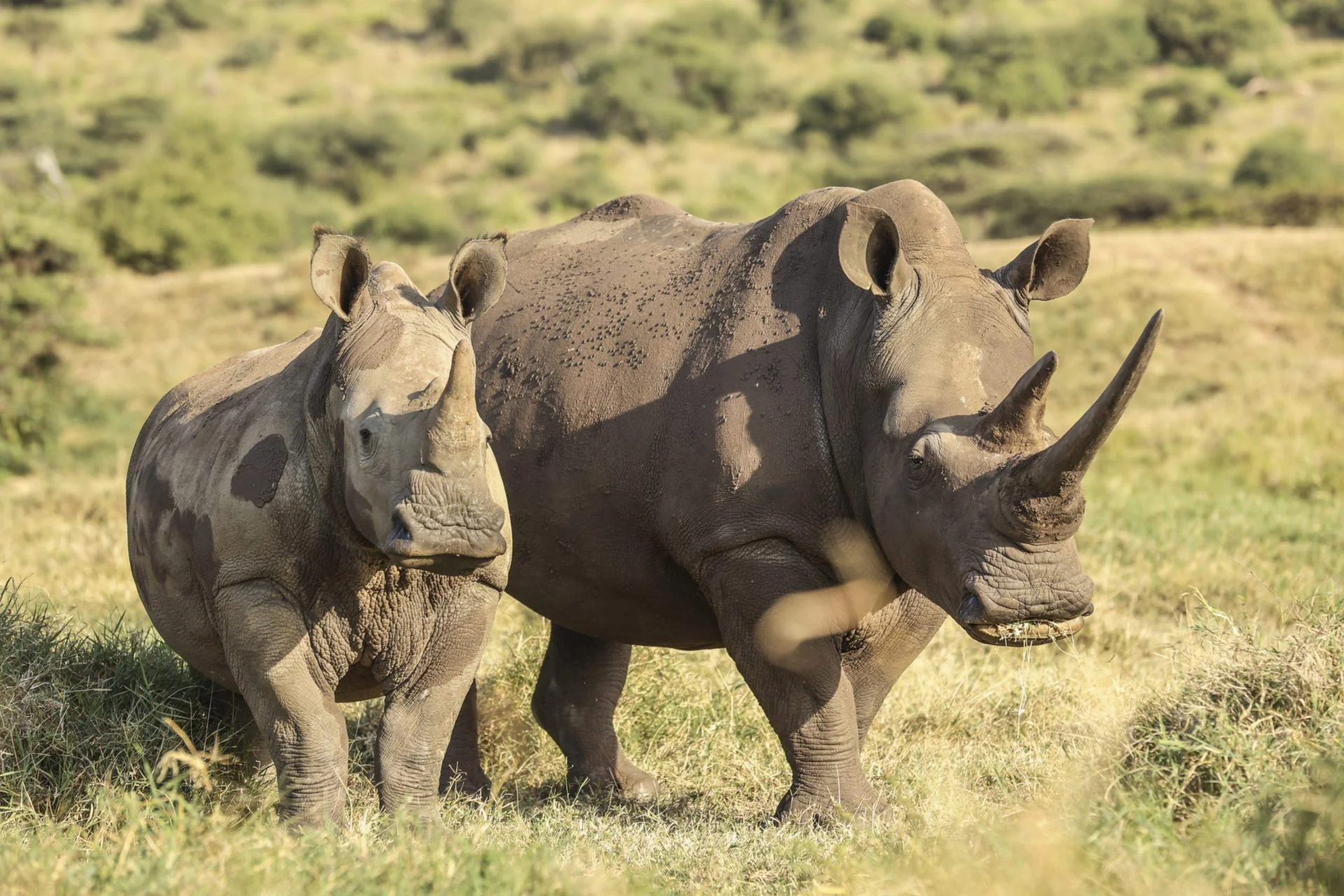 a rhinoceros with its calf standing in a grassy field